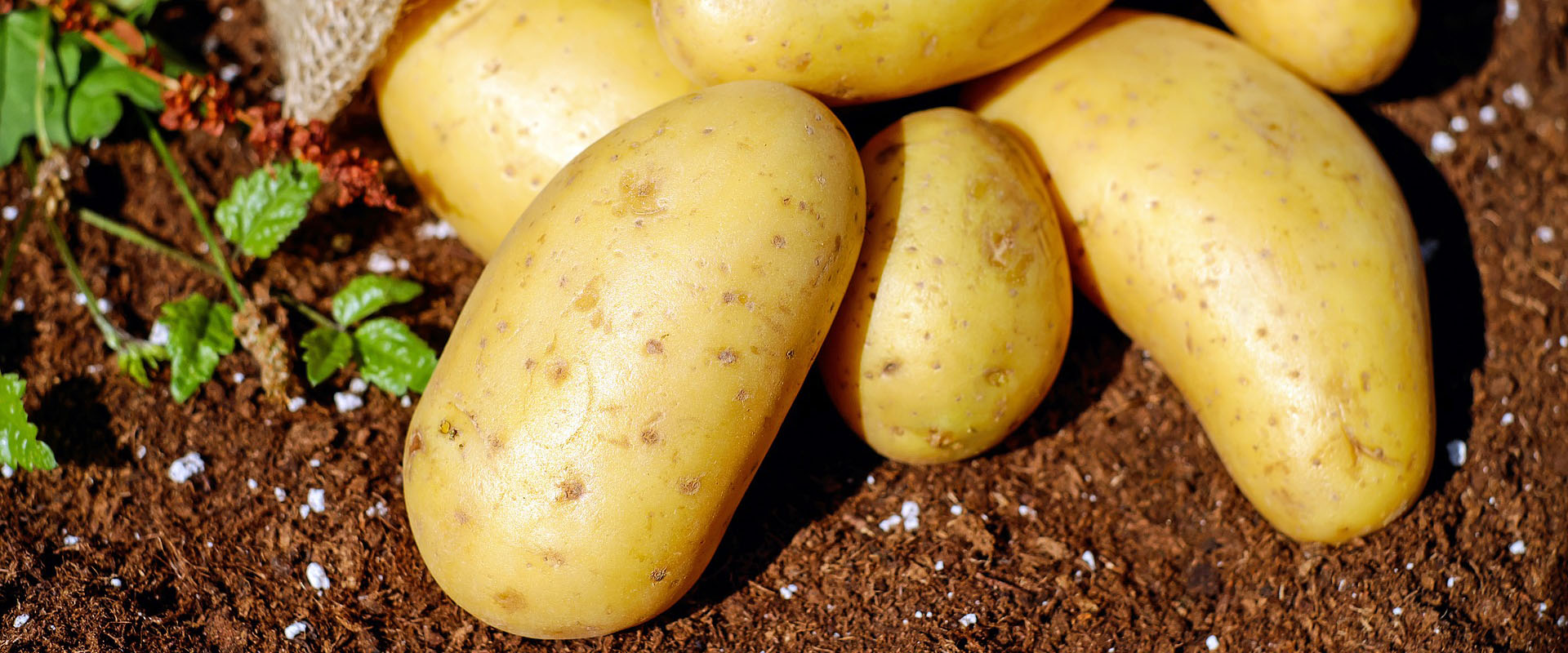 Krumpir - program gnojidbe