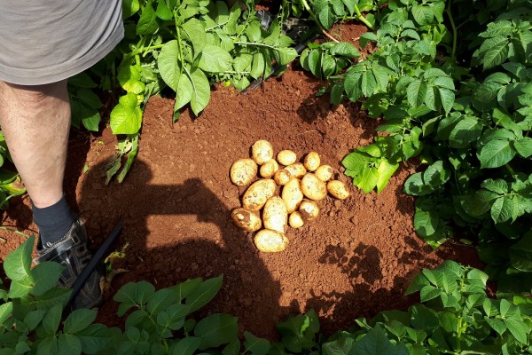 Gnojidba krumpira i industrijske rajčice